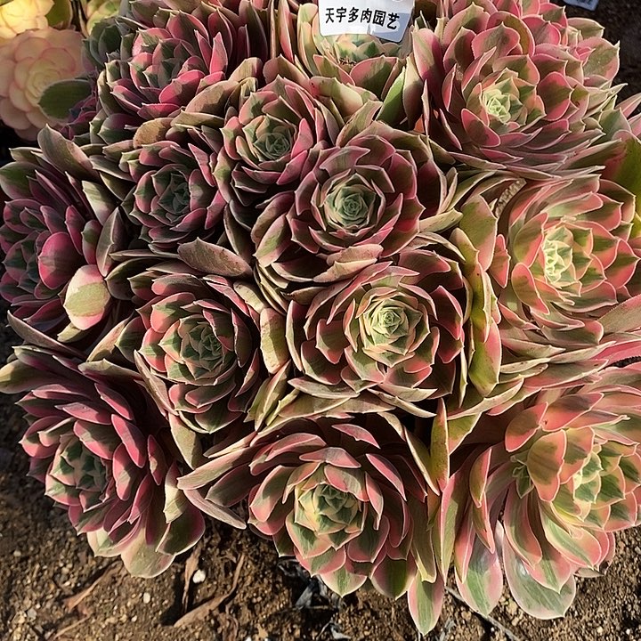 多肉植物妖月093多肉