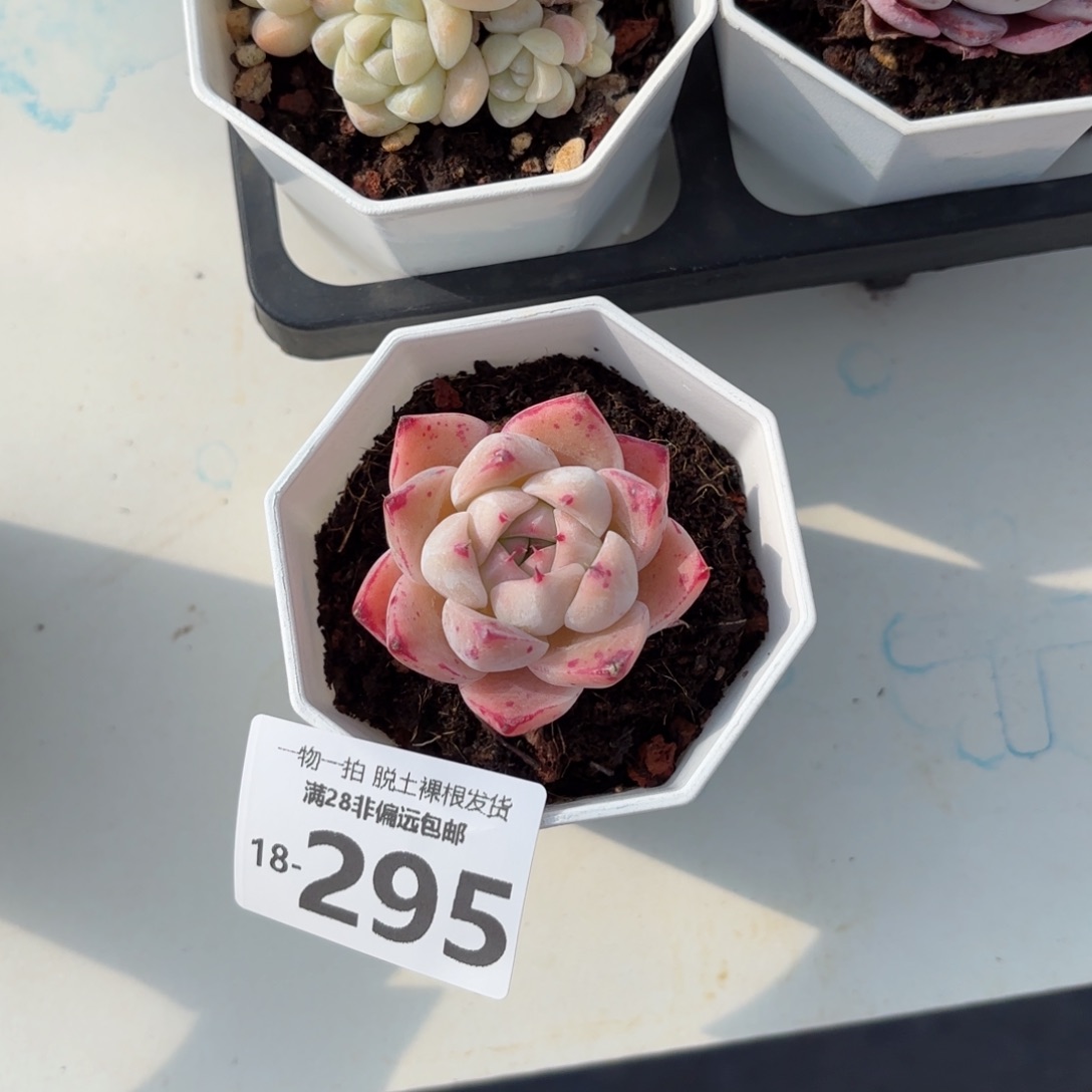 如梦令多肉多肉多肉