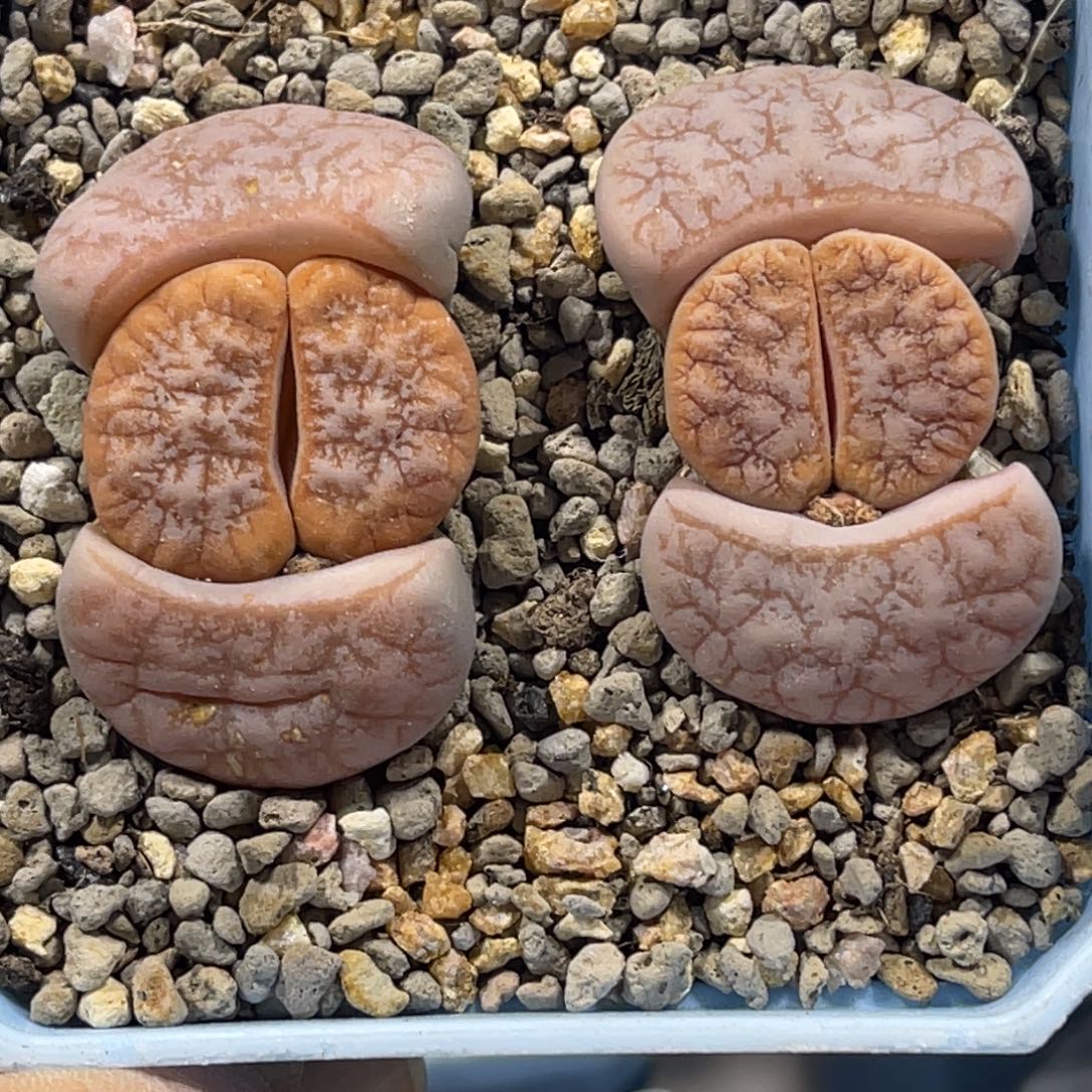 7536拿铁荒混2颗睫毛