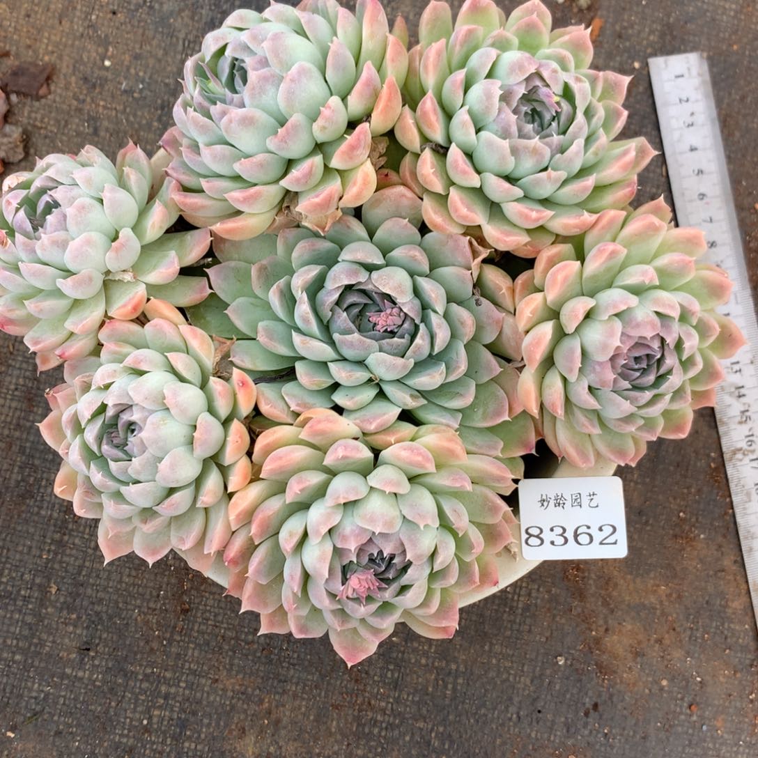 8362杂交多肉老桩