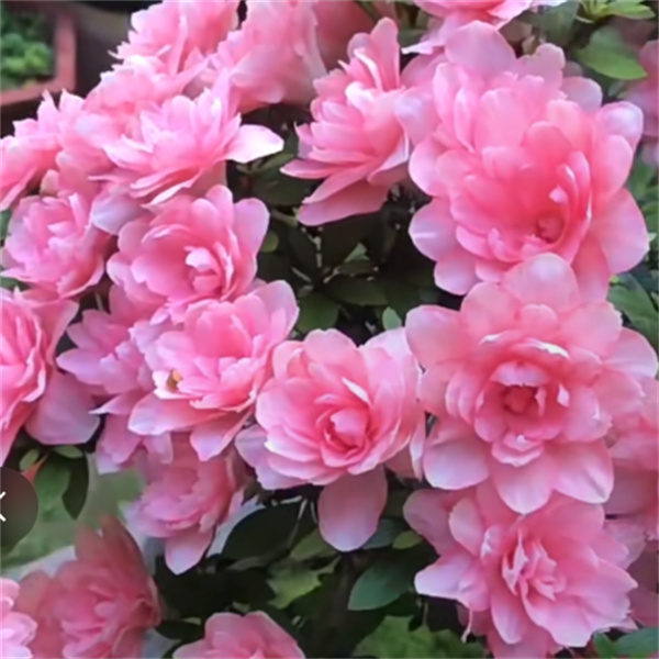 【莹】皋月杜鹃原生苗重瓣粉色耐寒耐高温庭院阳台花卉绿植盆栽