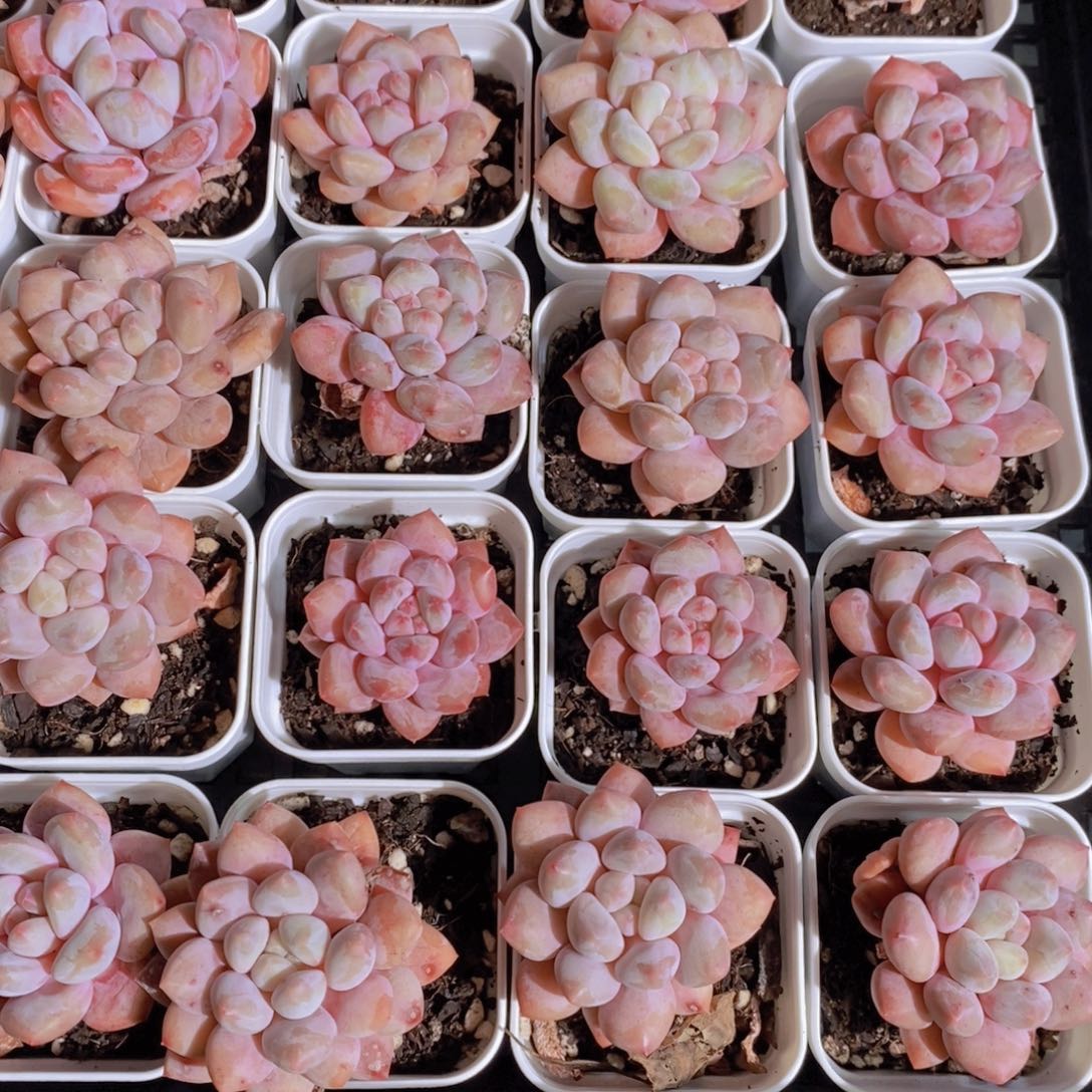 1-69-精品奶油半夏单头买一送一