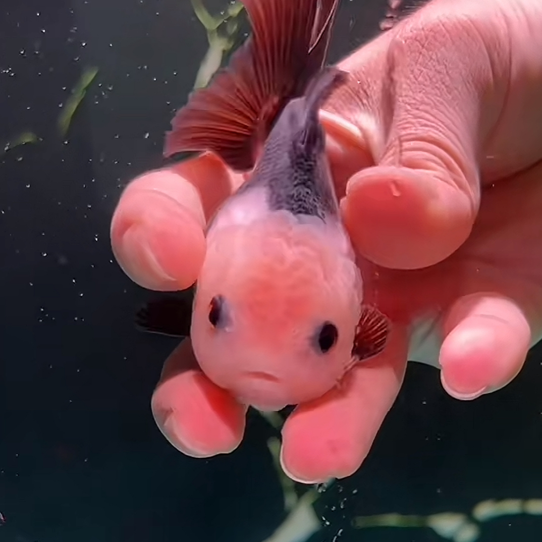 进口印尼玛丽泰狮活体鱼广温鱼娃娃脸大头