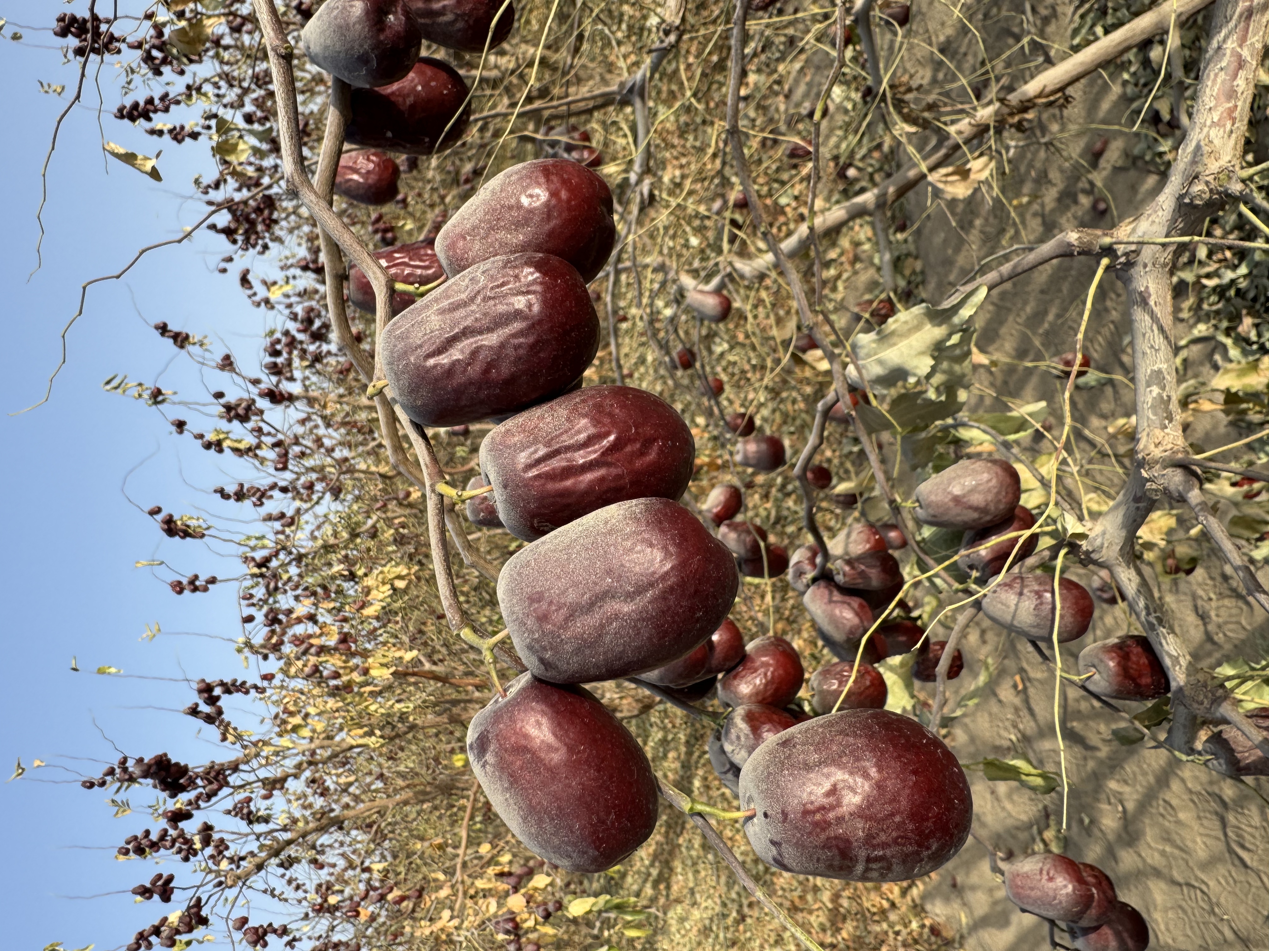 新疆新下树和田大枣2斤5斤原生态自然吊干产地包邮