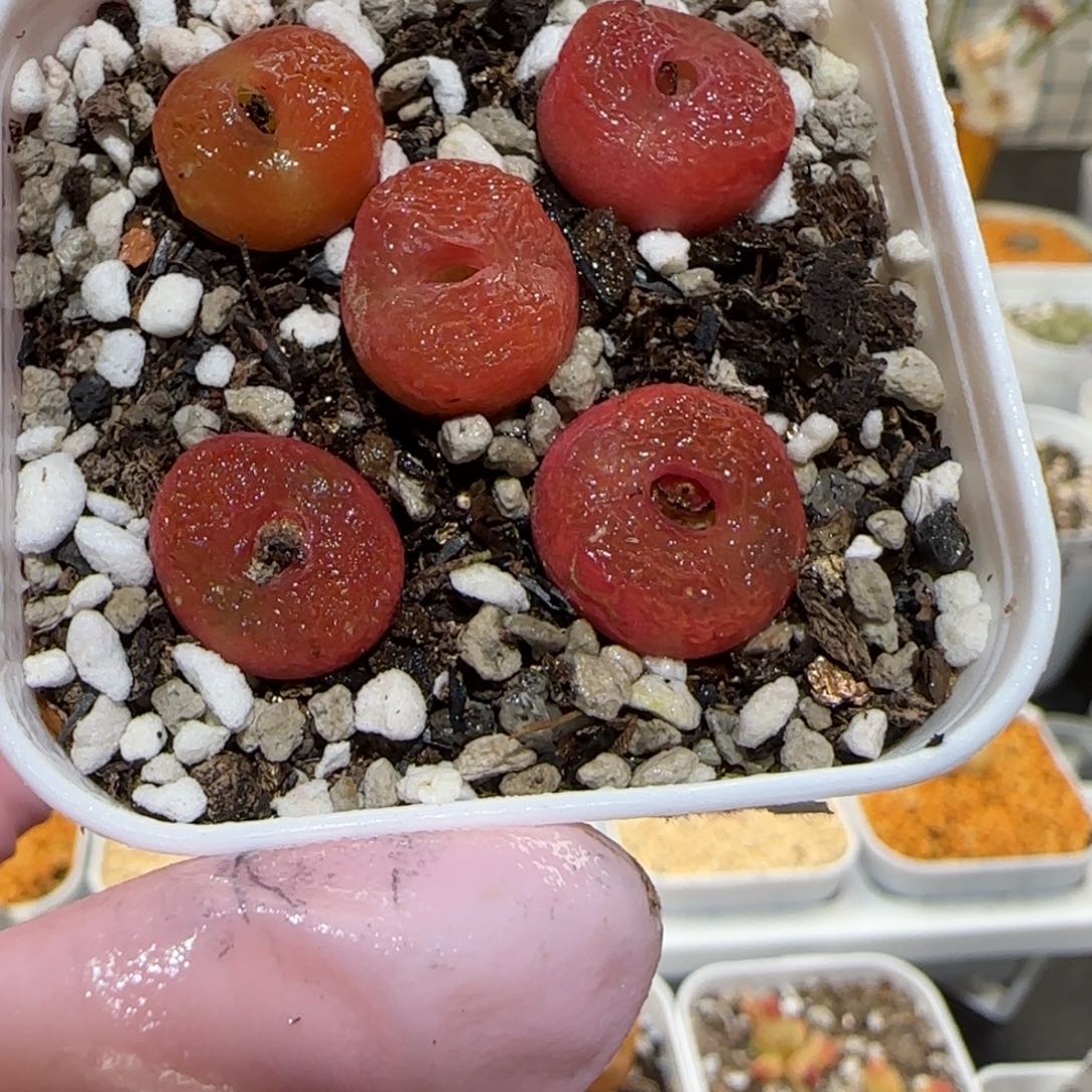 肉锥多肉植物百科-水蜜桃一盆119