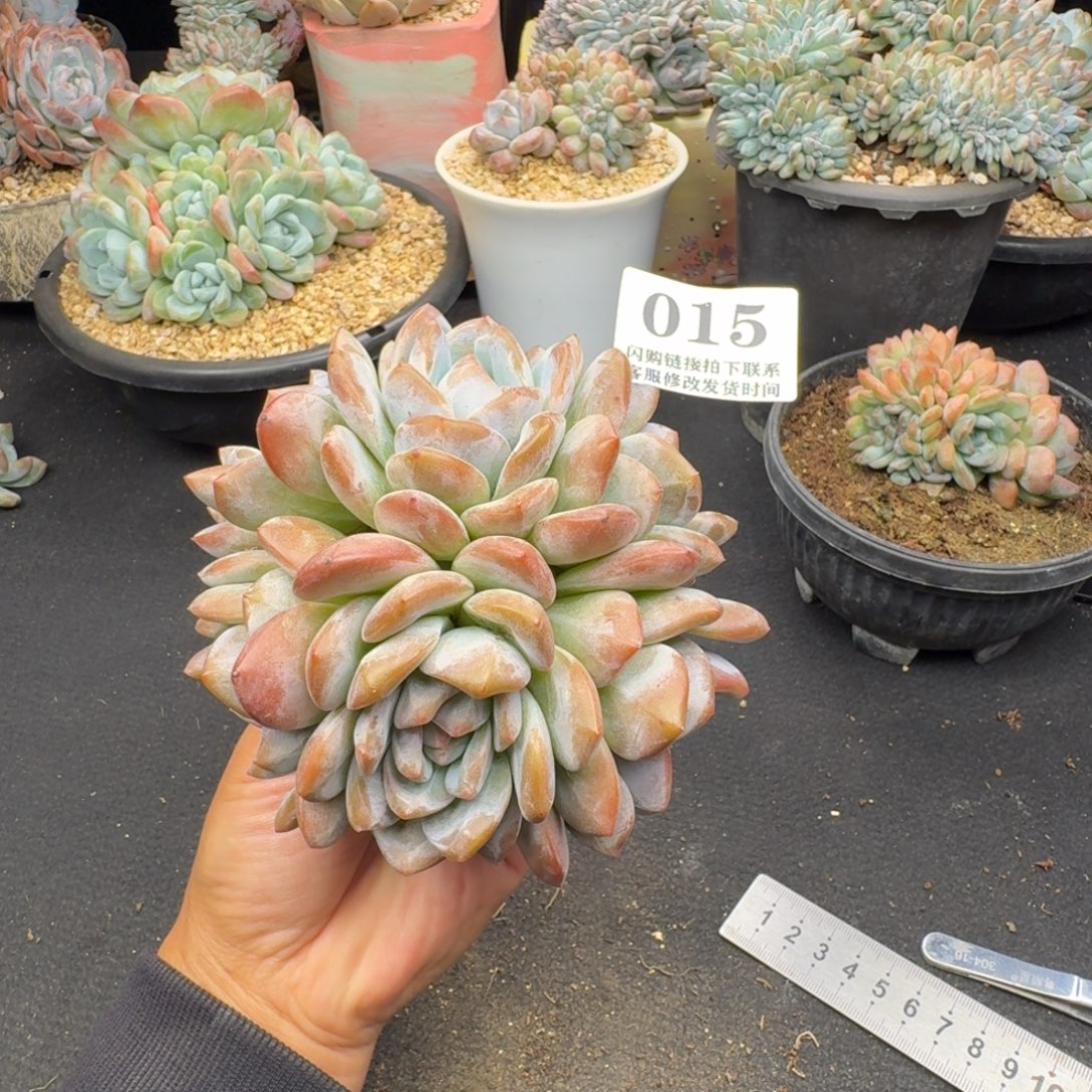 015星影群老桩无砍12cm左右（满58包邮冷链）