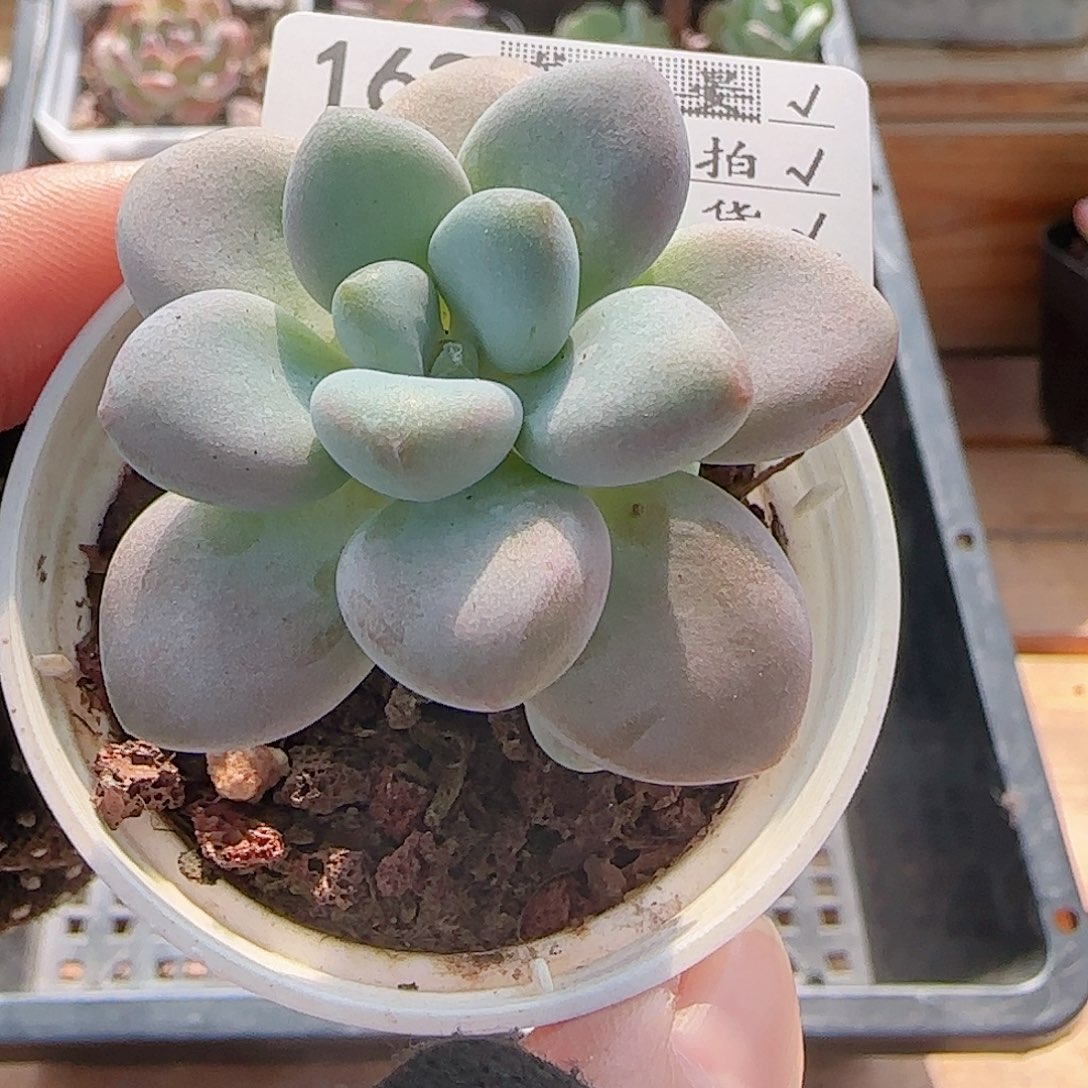 多肉0805-162洛神小老桩