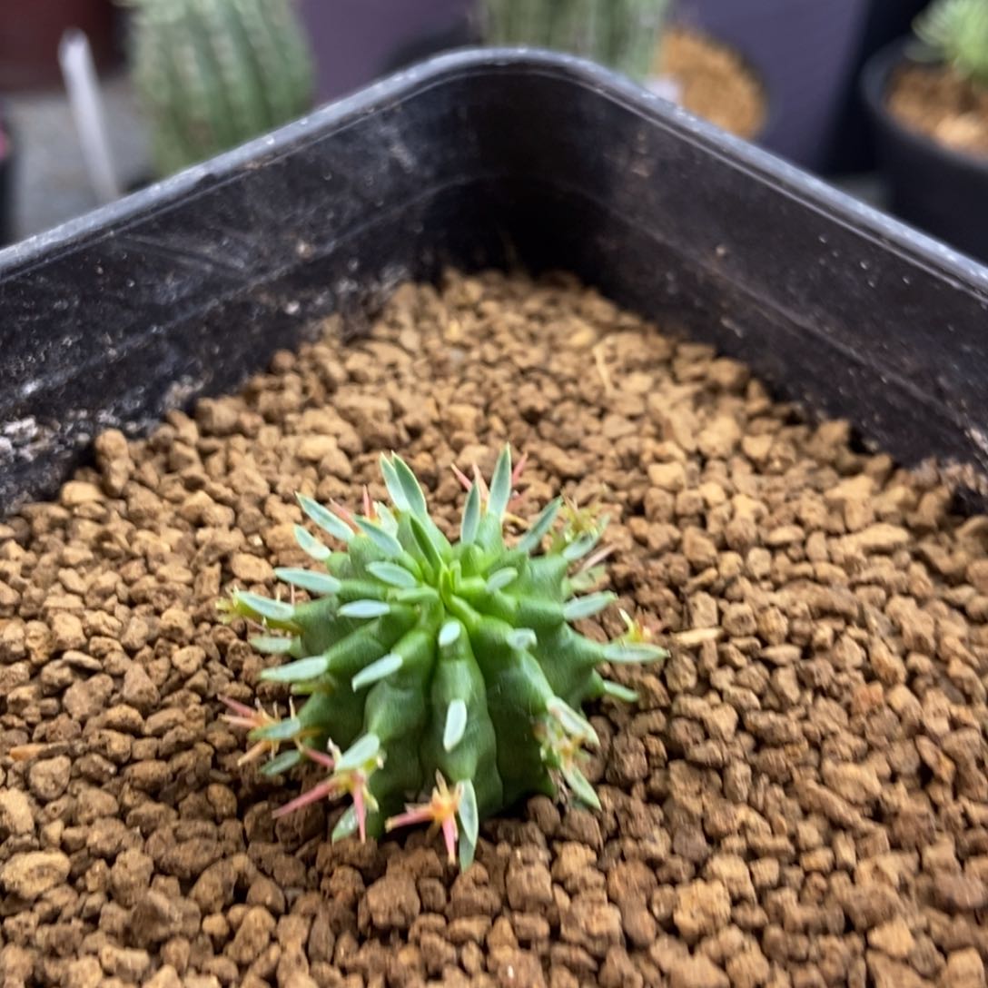 大戟科群星冠植物