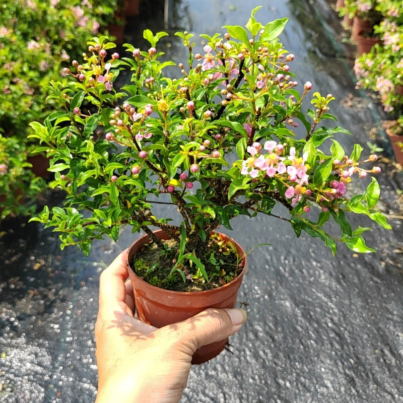 台湾李氏珍珠樱花，四季开花，结果基地盆爆花期适用客厅书房办公桌