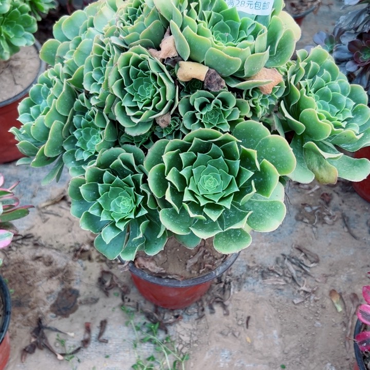 287绿羊绒多肉植物