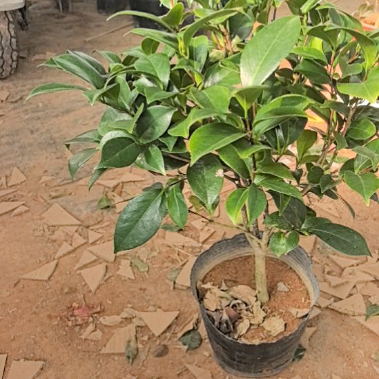 完全开放乔伊茶花特价