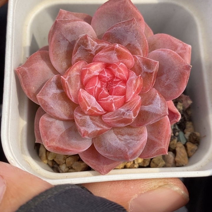 1205-589'粉魄多肉