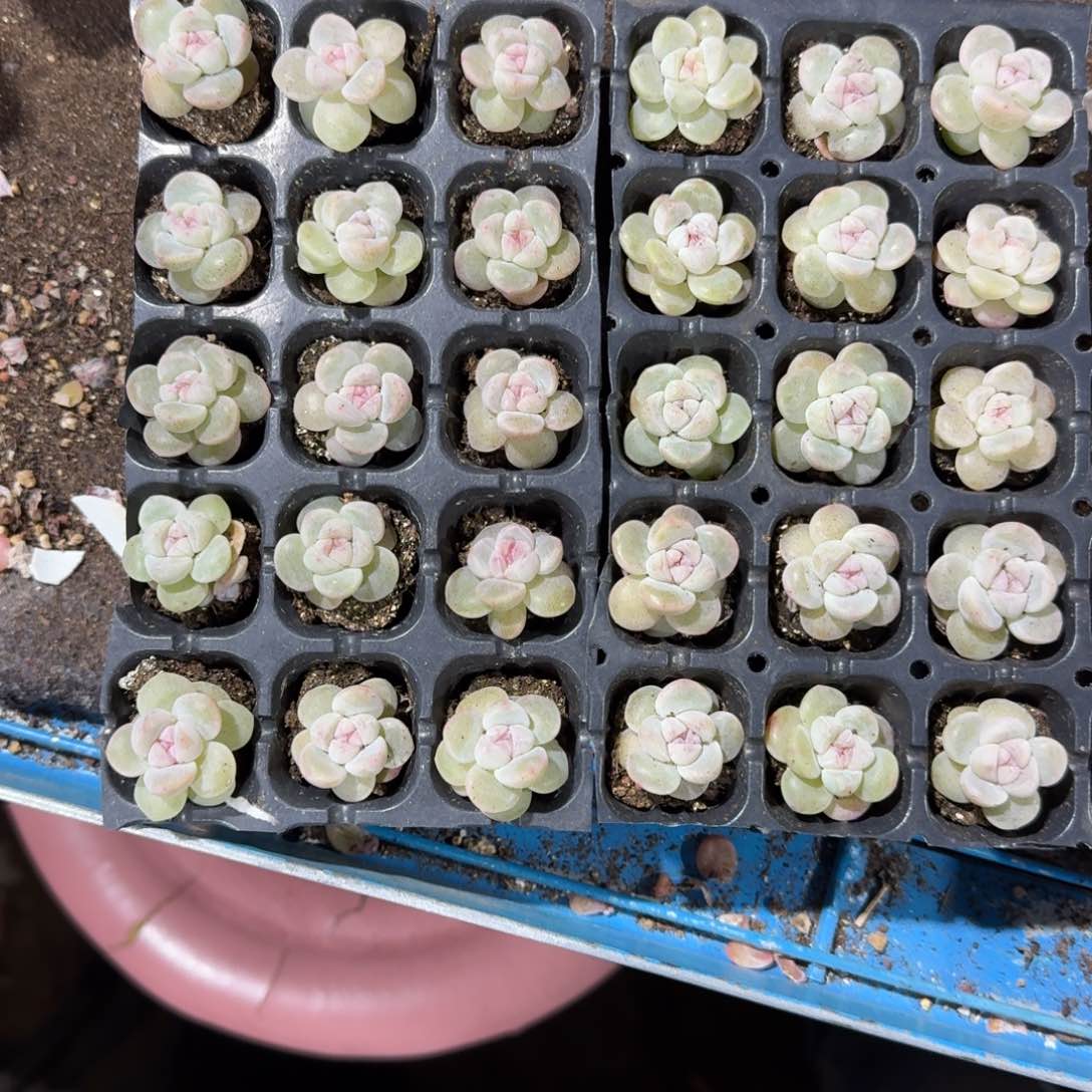 功夫茶一物一拍专拍