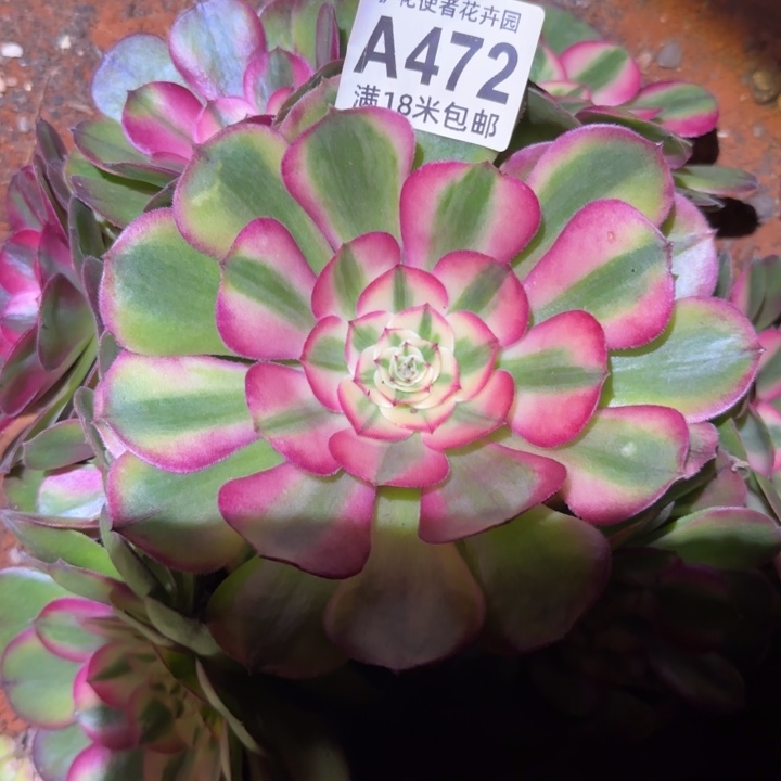 多肉法师荔枝捧花