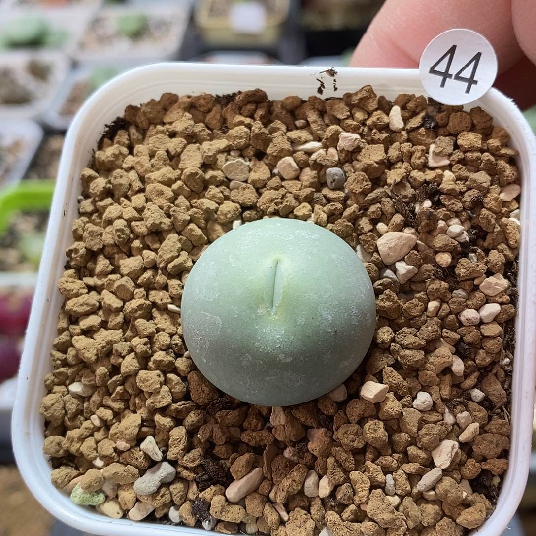 鸽子蛋2.5厘米多肉植物44号