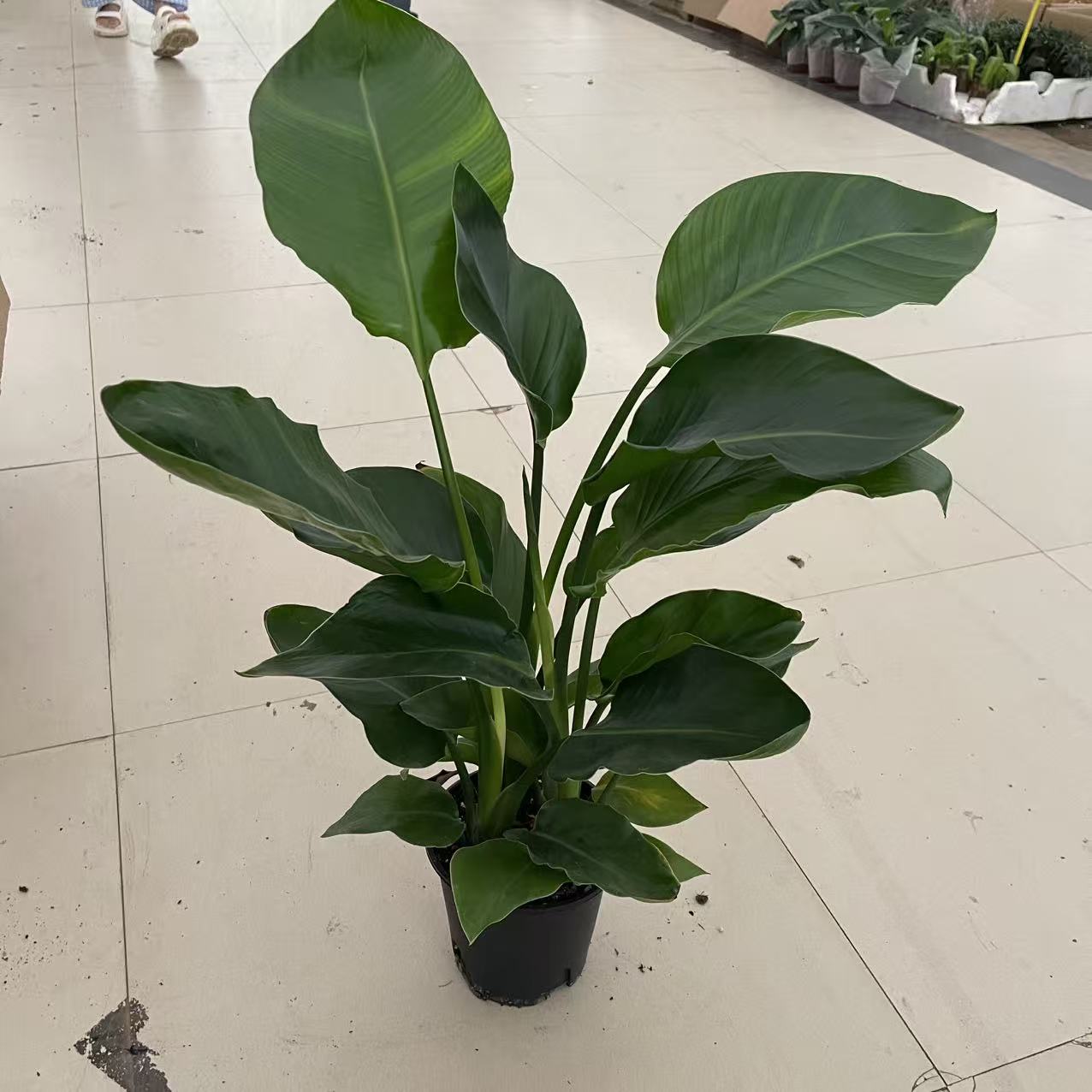 160精品天堂鸟绿植盆栽