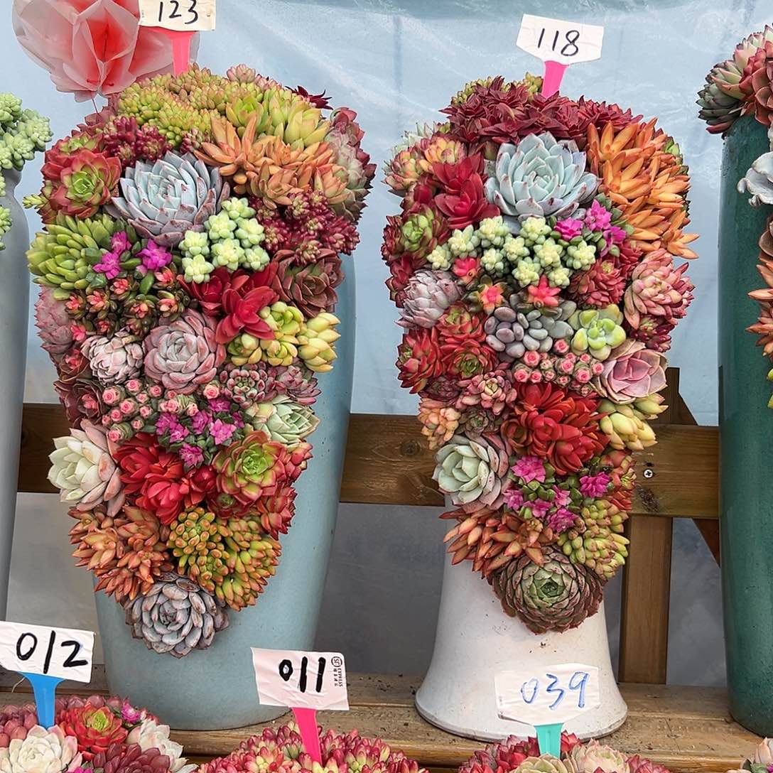 123➕118➕111多肉组合花园