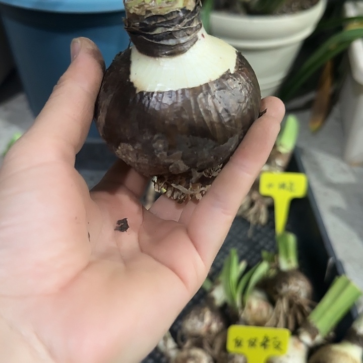 胭脂扣6.5cm，裸去发货