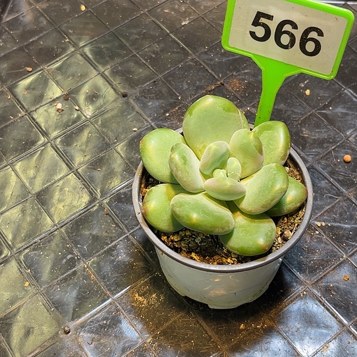 麦****多肉植物X系美人566