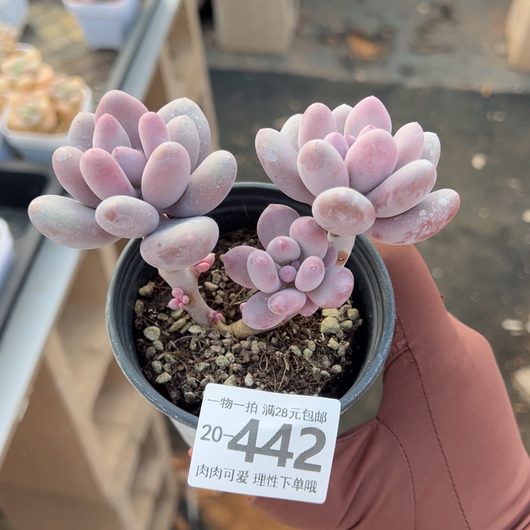 海狸美人多肉多肉多肉