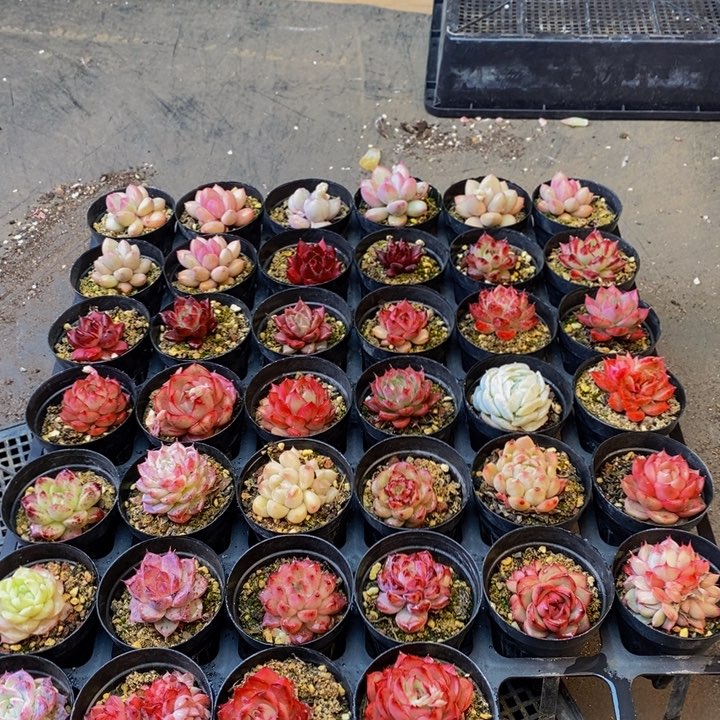 111多肉植物保护研究所所长助理