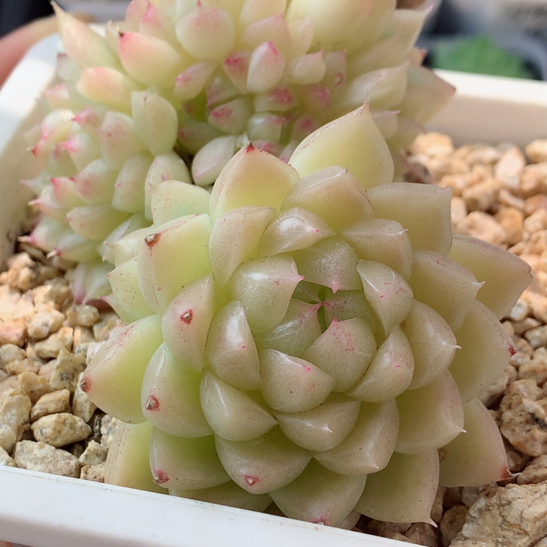 131麦秆群58包邮  群生不包整 