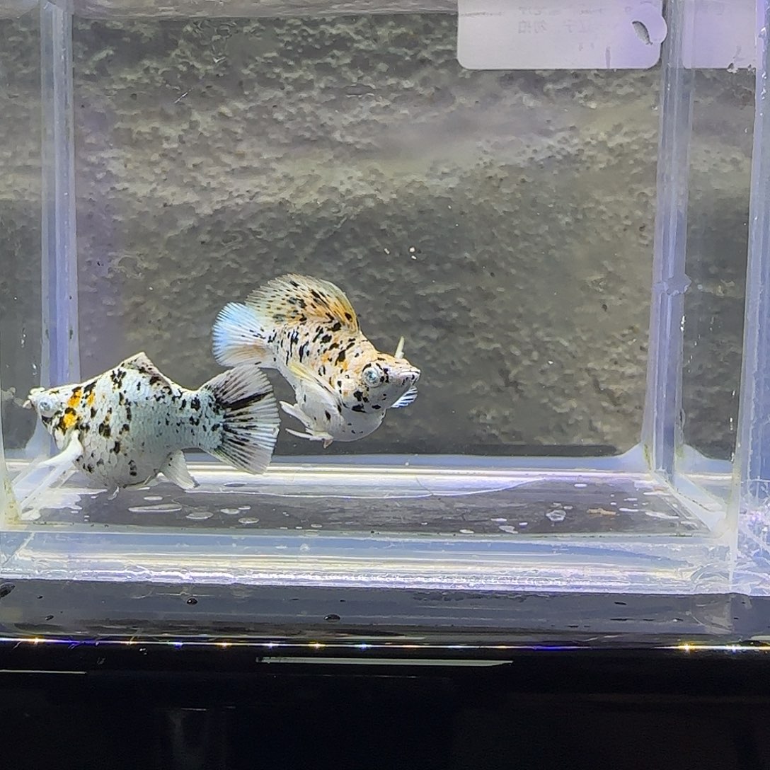 孔雀鱼三色奶牛。81号