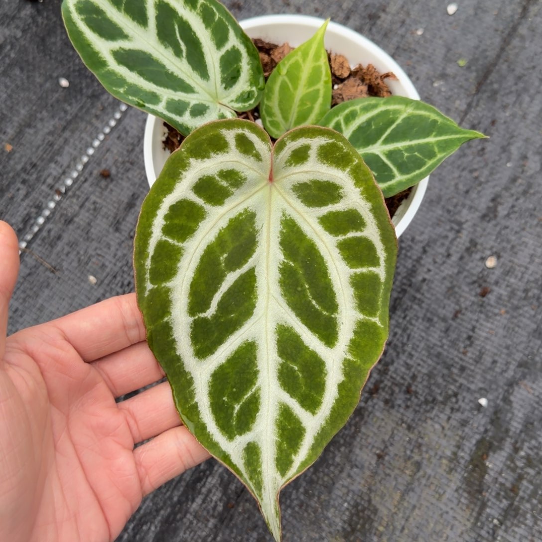 完全开放银光芙蓉