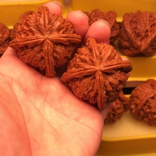 好***水核桃核桃核桃核桃