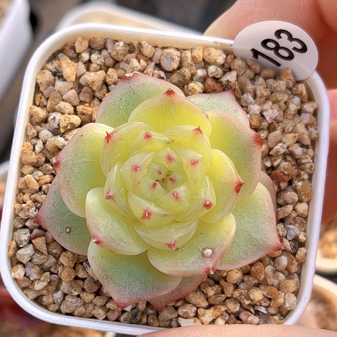 183  新品珍妮 满18包邮