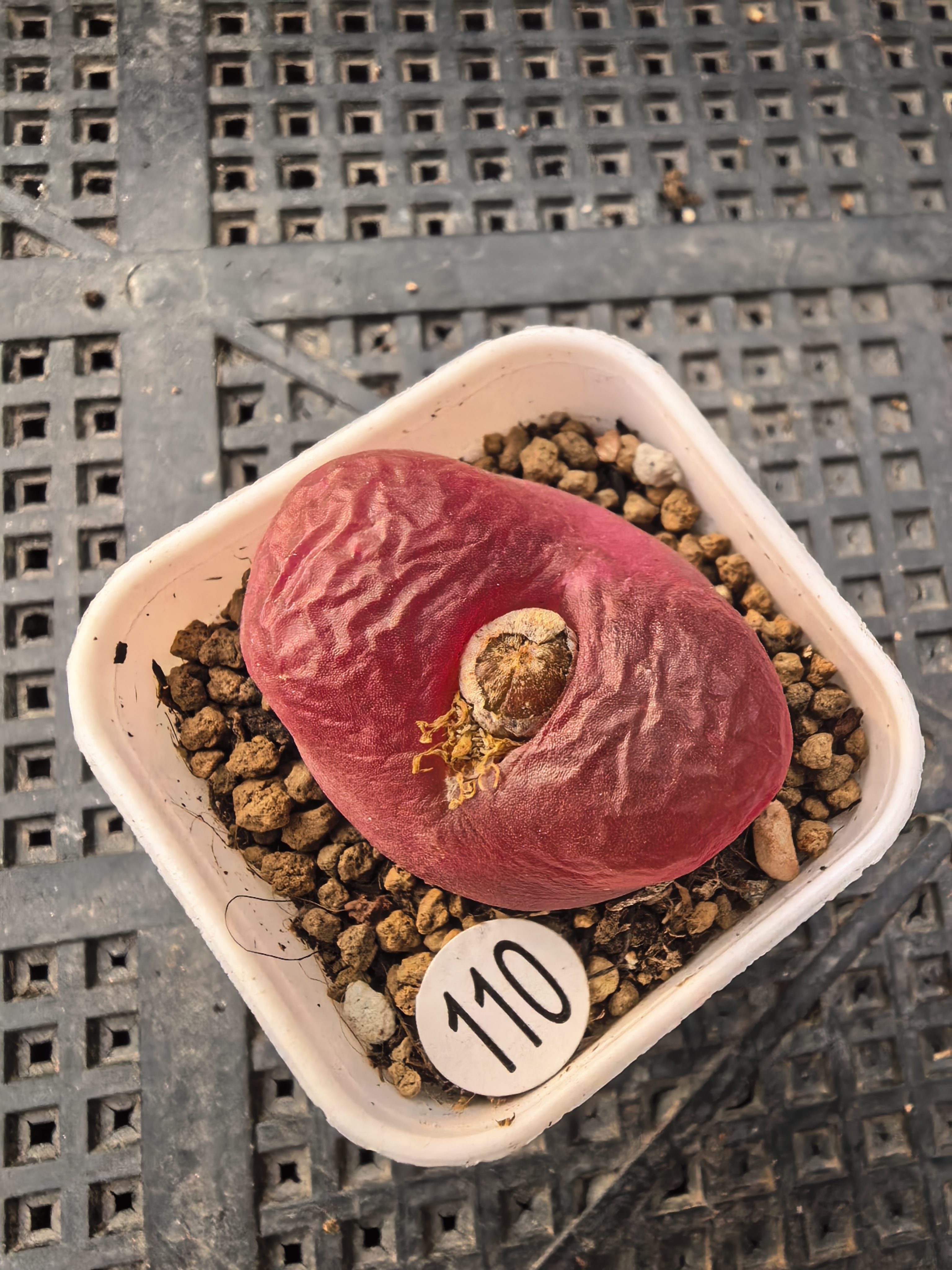 （零下拍保温箱）漂亮3.1CM多肉