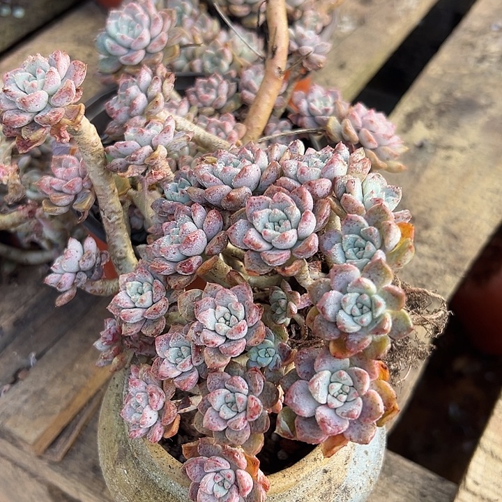 粉布偶3盆。                     