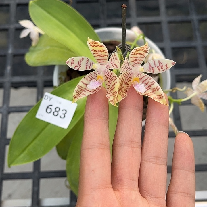 完全开放683号特价瑕疵苗根叶不好任何原因不售后