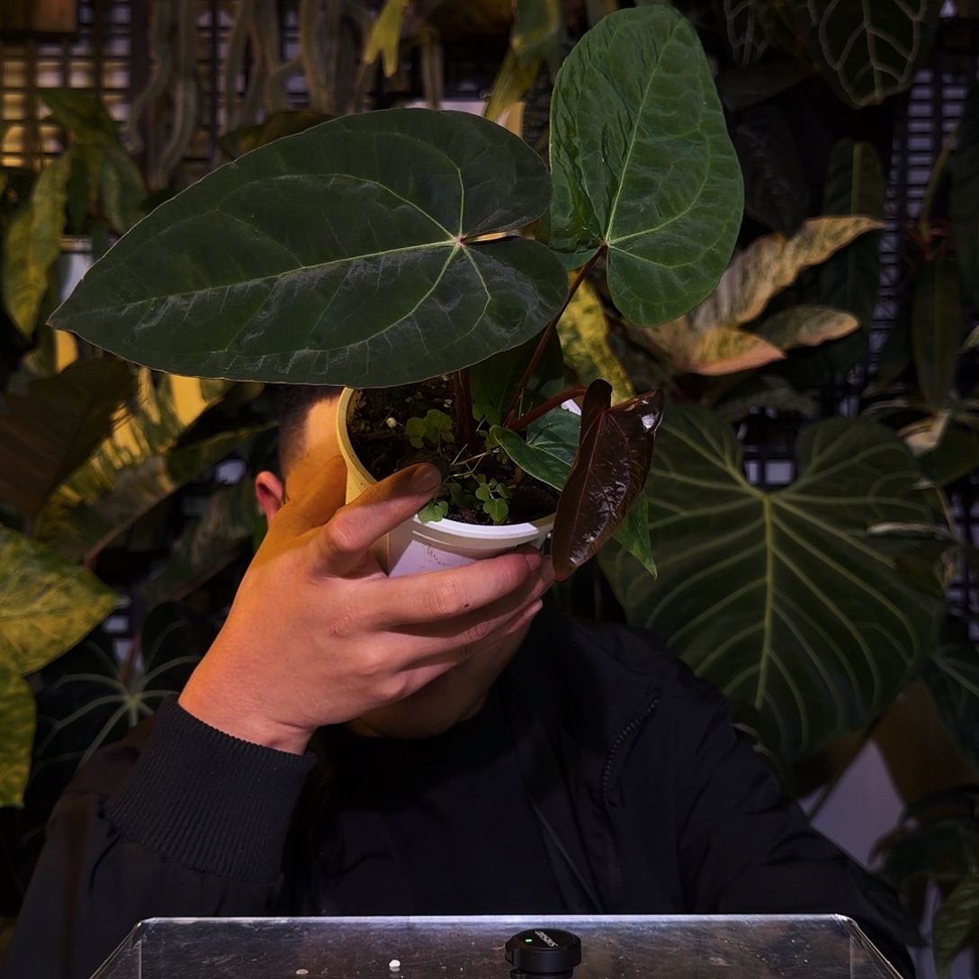 完全开放P132闪灵papi