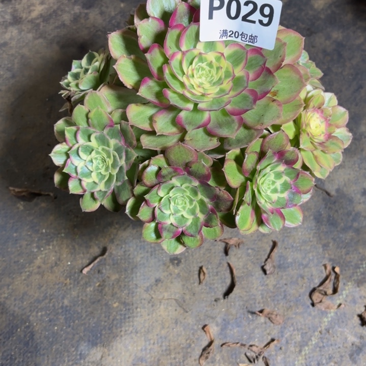 瑞妈，。。。。029千禧。。