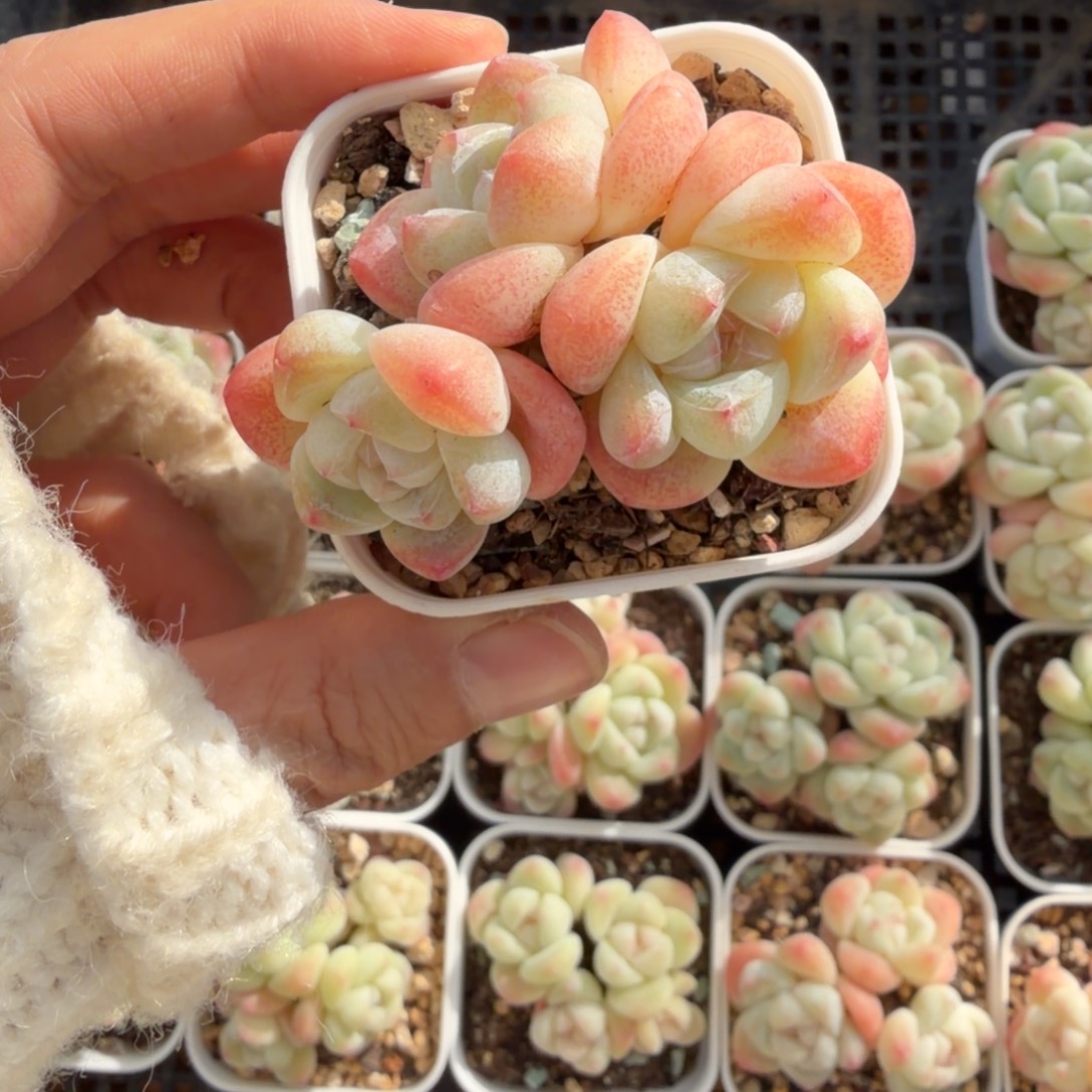 小***怜东篱下多肉哈哈哈哈