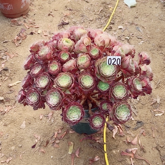 020万圣节老桩掐心爆崽