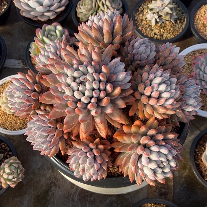 所罗门 群生 多肉植物