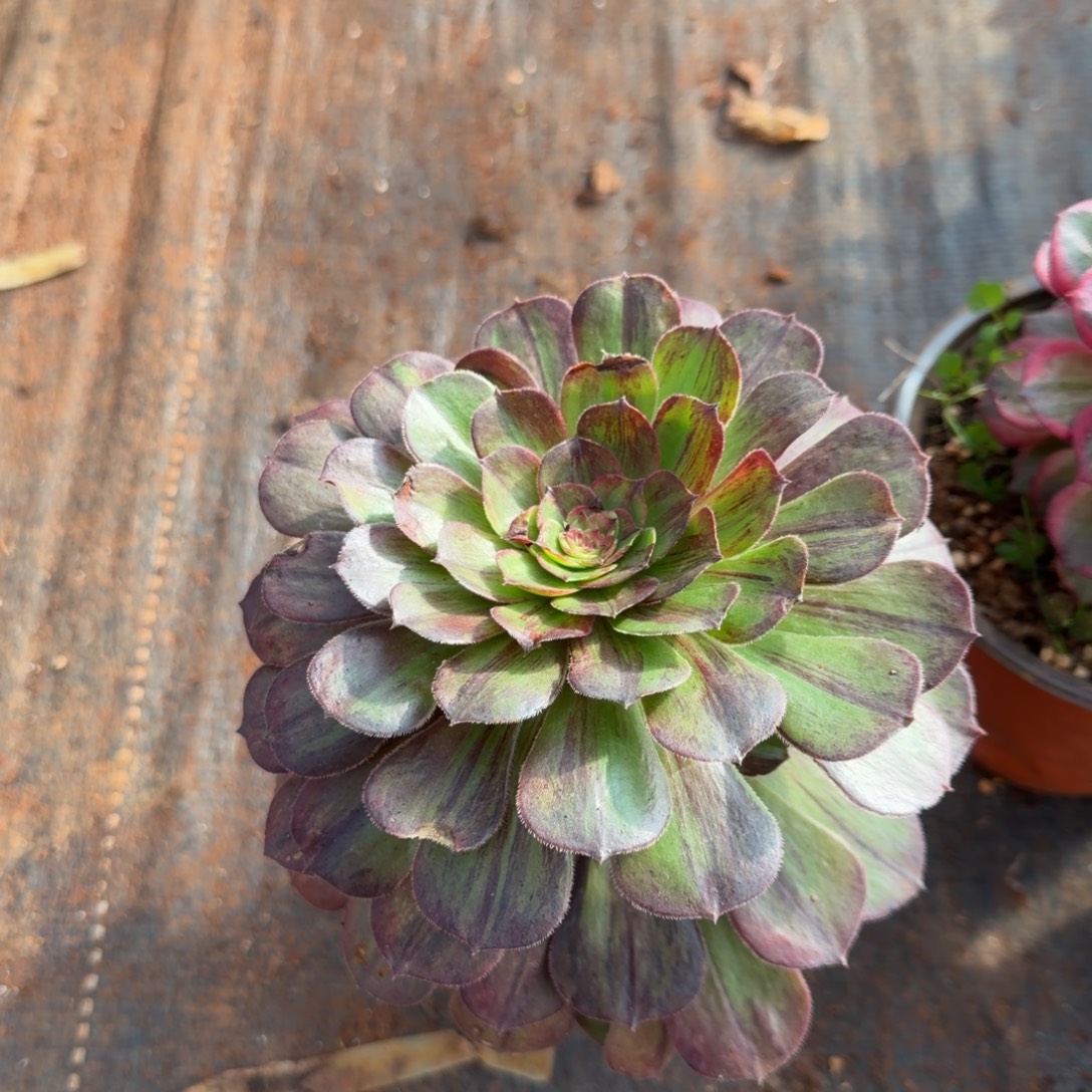 花月夜多肉植物法师