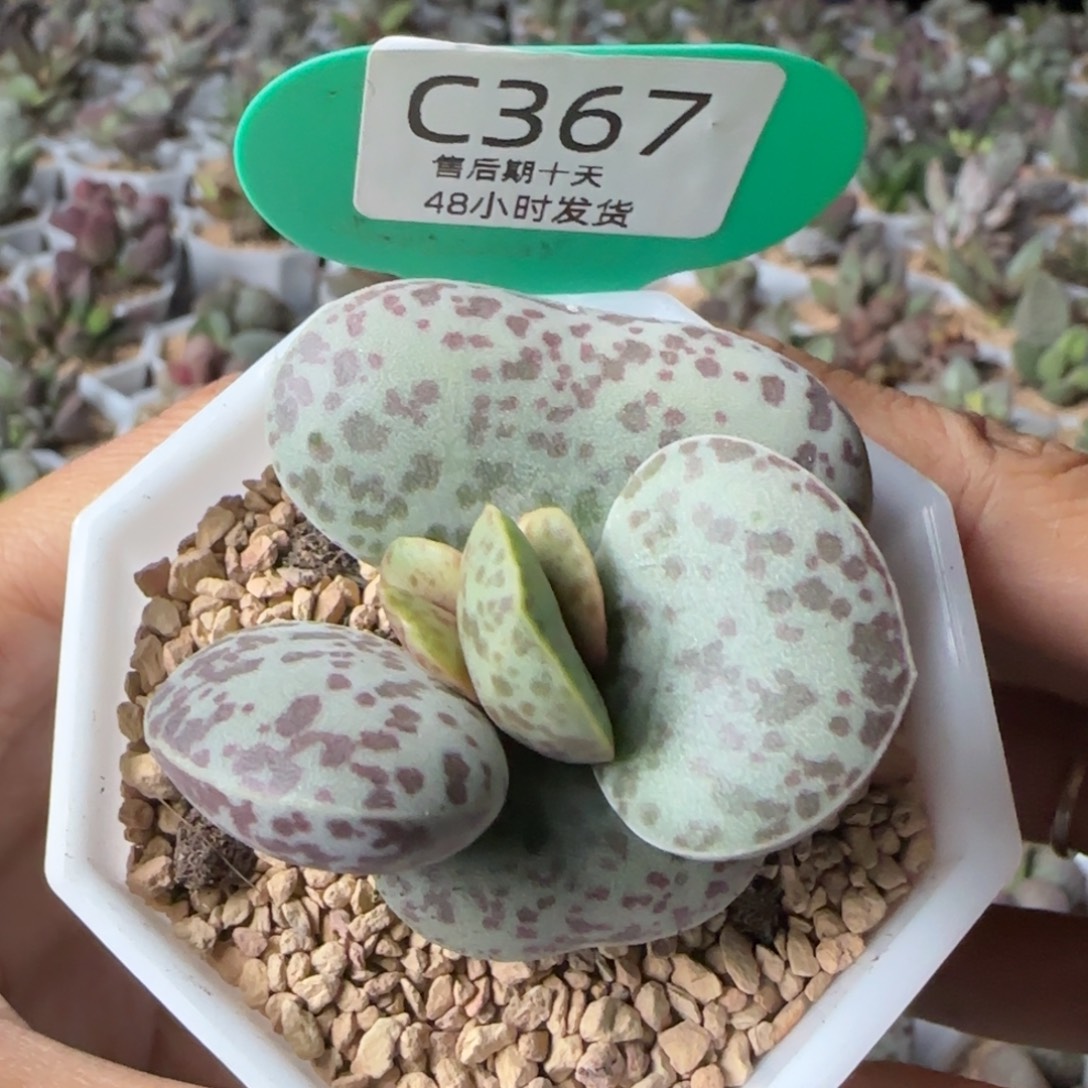 小***子福利。拍。  367。    