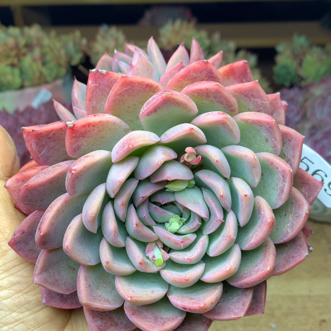 4569杂交精品基地12厘米