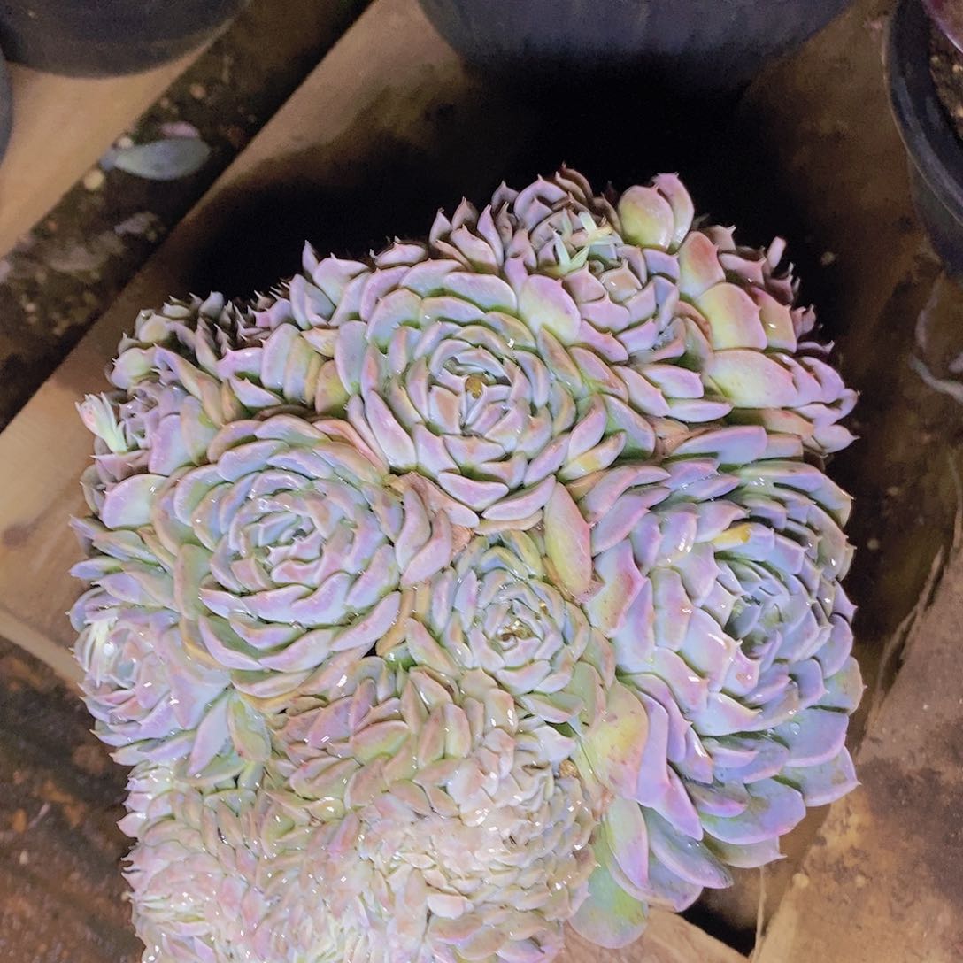 多肉植物粉色缀缀