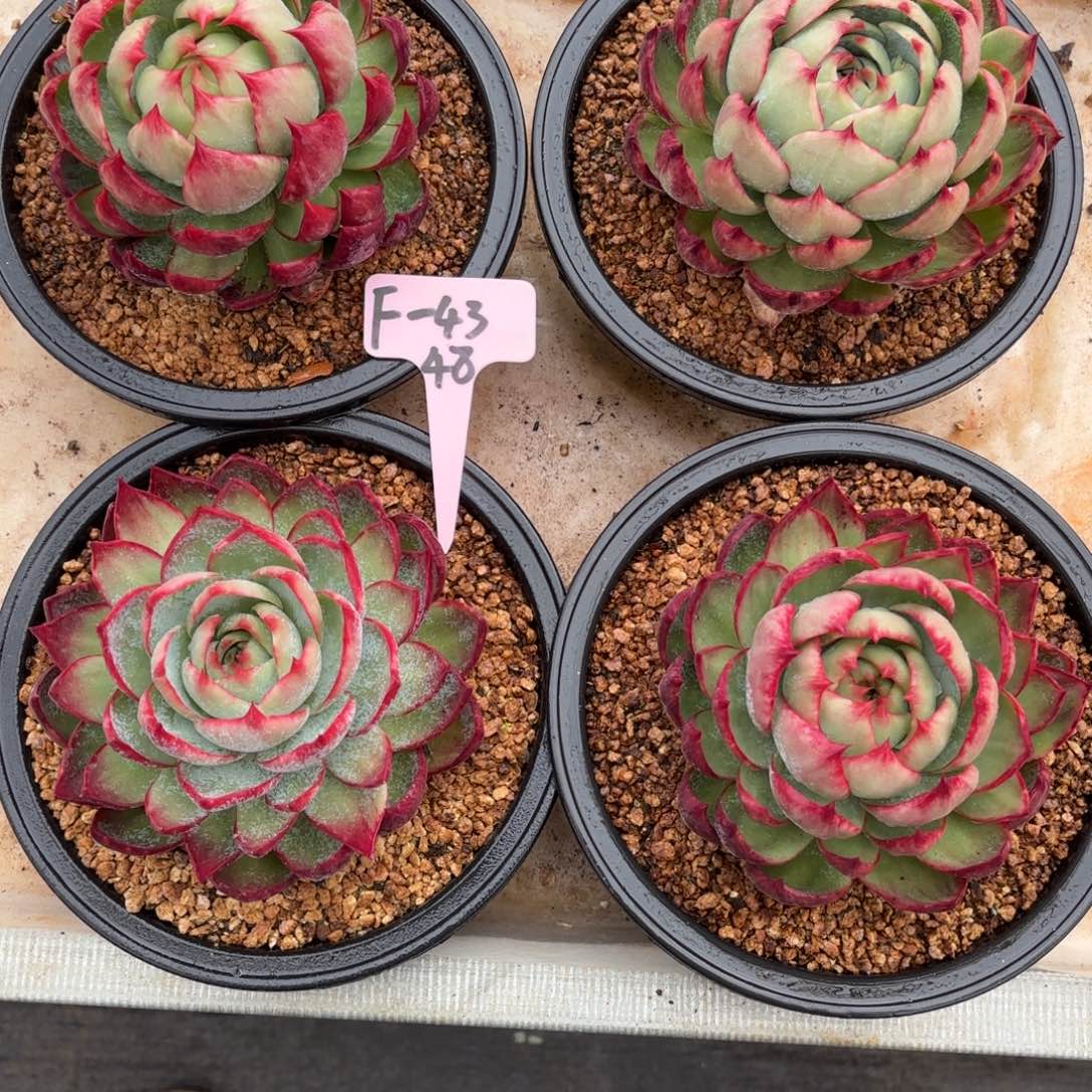 惊鸿仙子 四个一组 好看