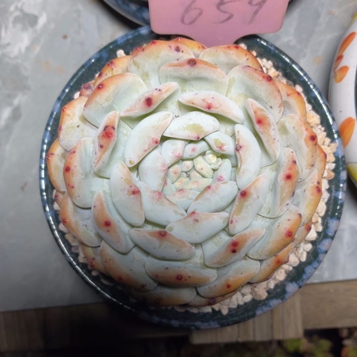 橙梦露多肉植物659