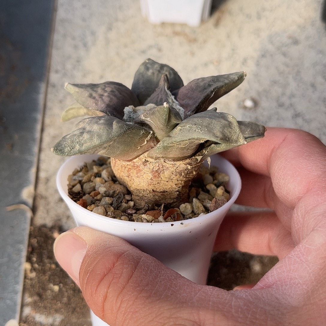 实生青瓷岩牡丹一物一拍