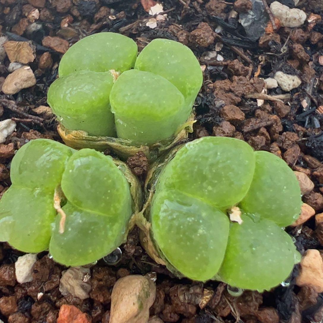 流苏玉群多肉植物组合