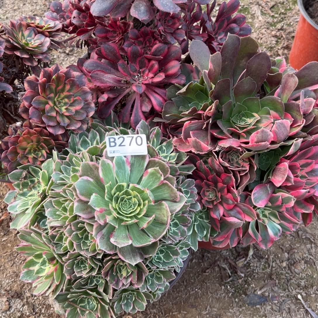 彩***桥270四颗组合多肉植物法师