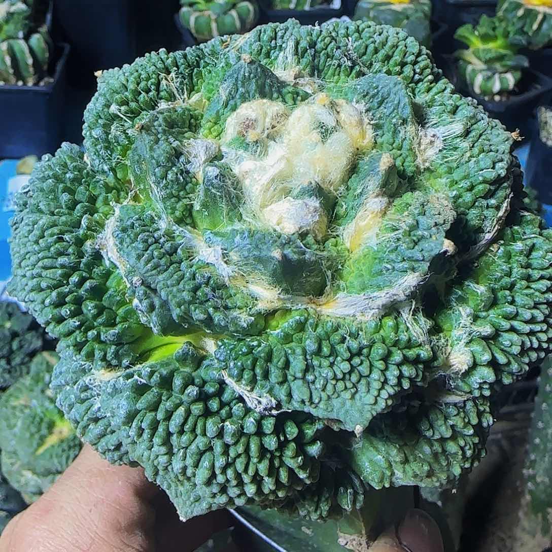 哥怒052仙人球开花