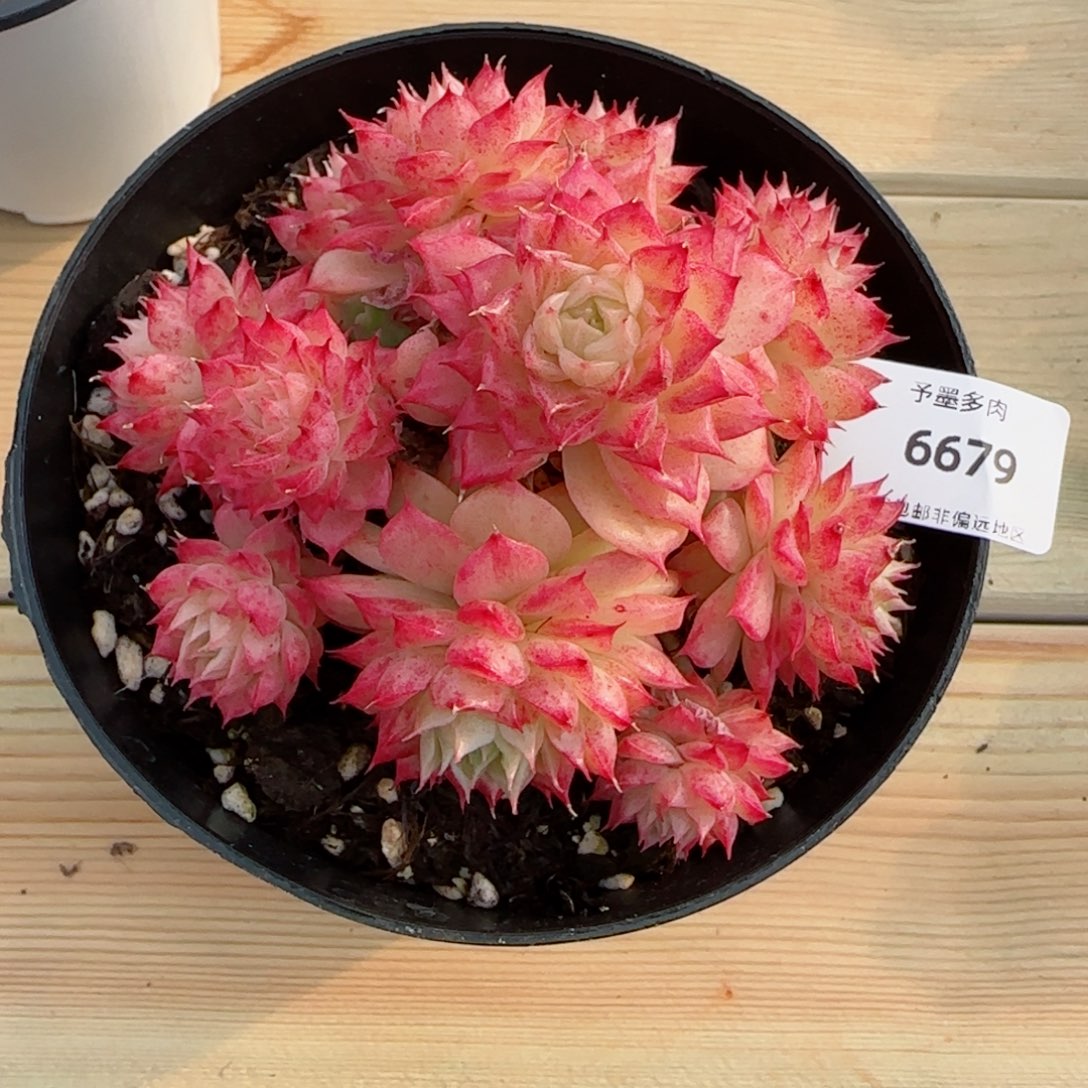 麦秆群，带盆发，6679多肉植物