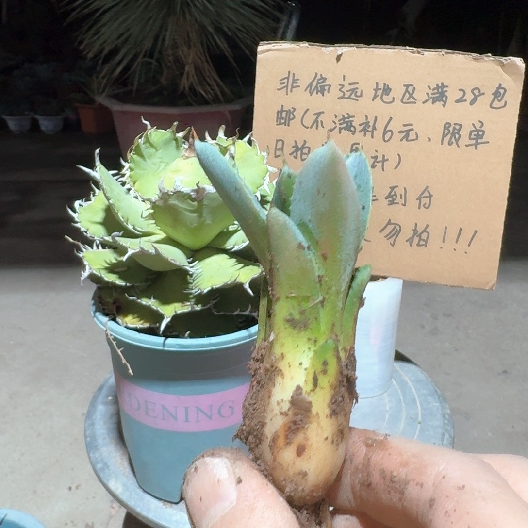 徐***、无花朵高级灰龙舌兰